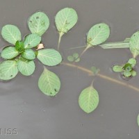 Water Primrose